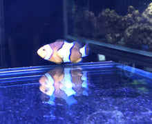 Clown Fish 4-5cm