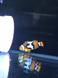 Clown Fish 4-5cm