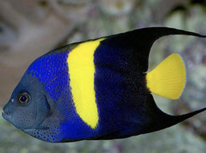 Arabian Angelfish