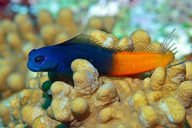 Bi Colour Blenny