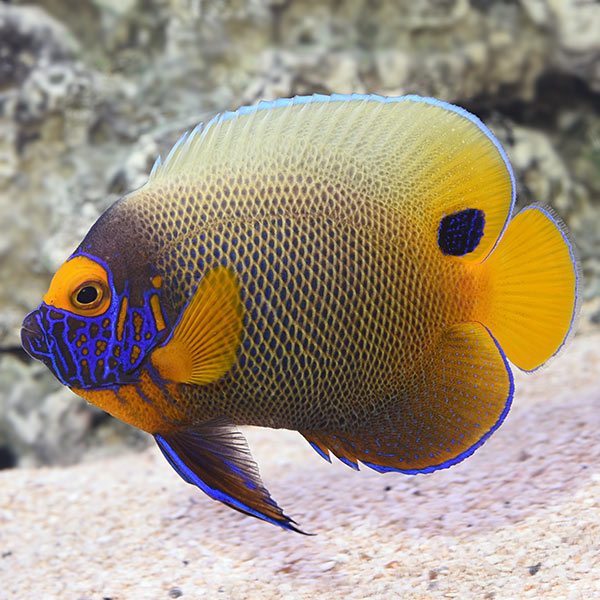 Blueface Angelfish Adult