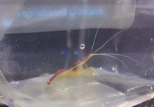 Cleaner Shrimp