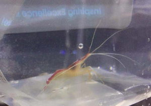 Cleaner Shrimp