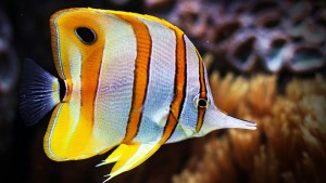 Copperband Butterflyfish