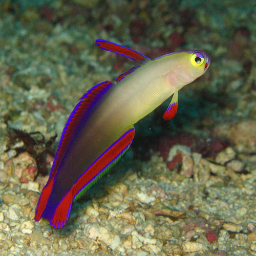 Decorated Firefish