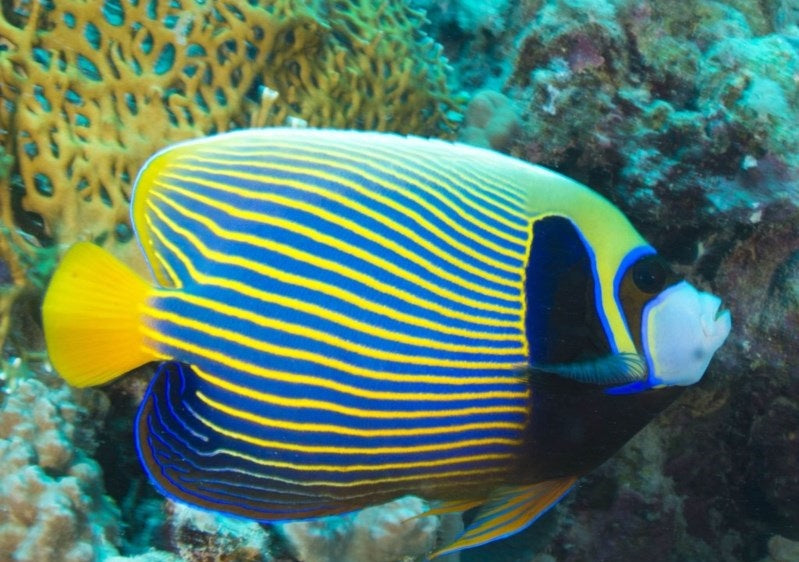 Emperor Angelfish Adult
