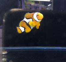 Clown Fish 4-5cm