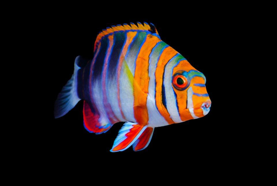Harlequin Tuskfish