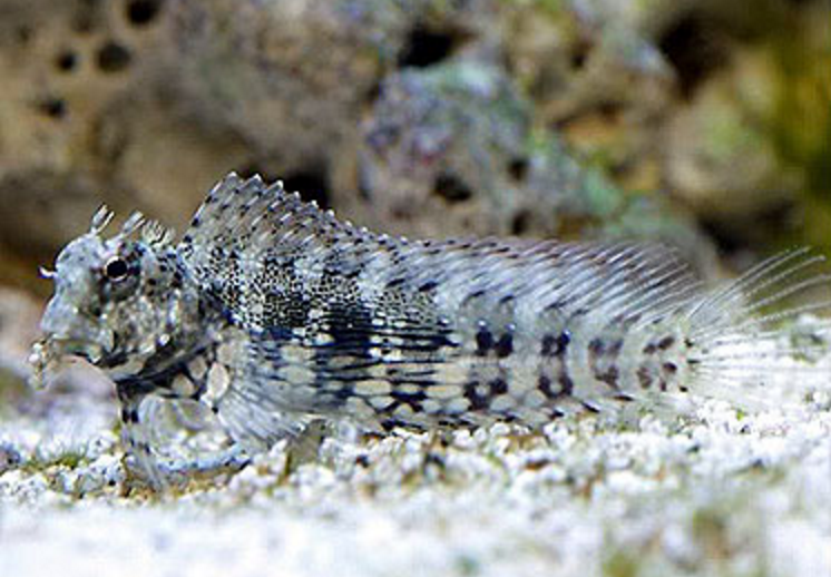 Jewelled Blenny – AquaForest Aquarium Studio