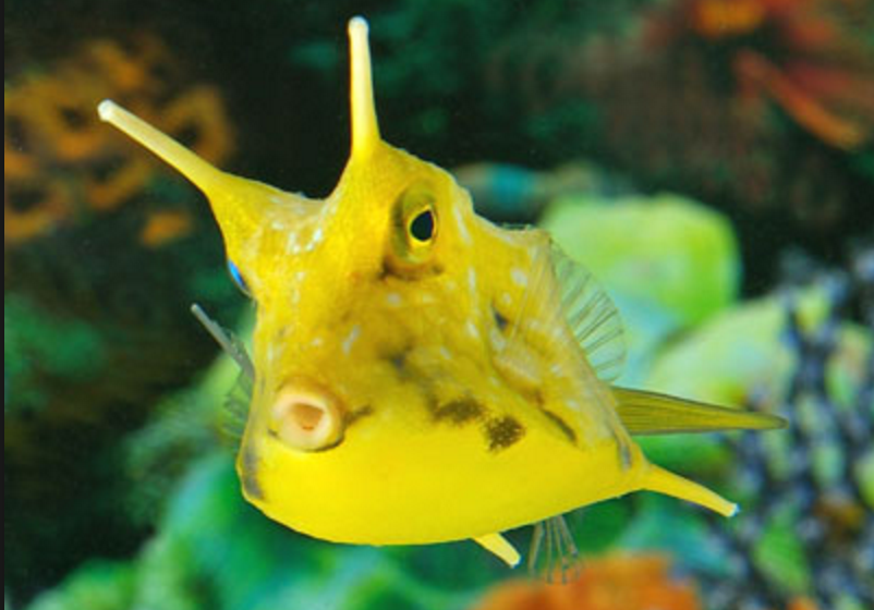 cow box fish Longhorn Cowfish – AquaForest Aquarium Studio