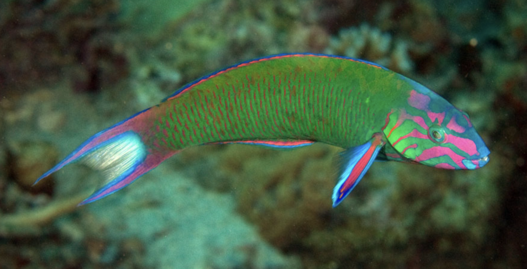 Lyretail Wrasse