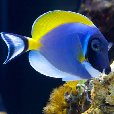 Powder Blue Tang