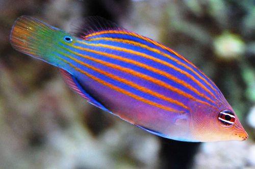 Sixline Wrasse