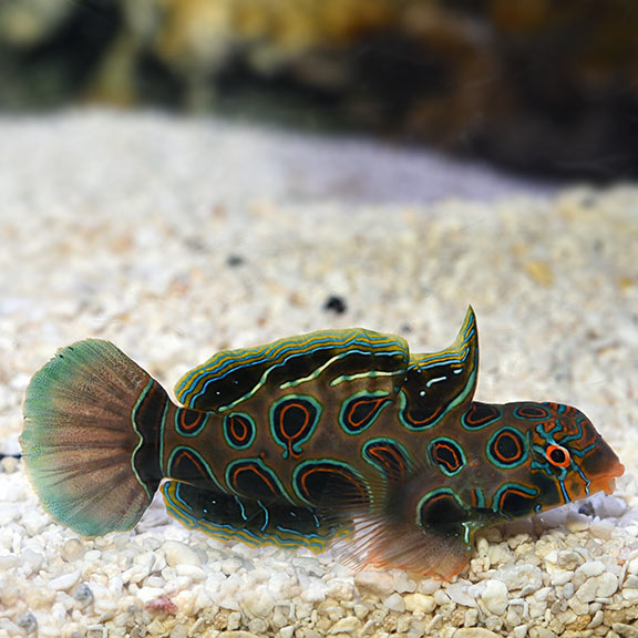 Mandarin dragonet care shop