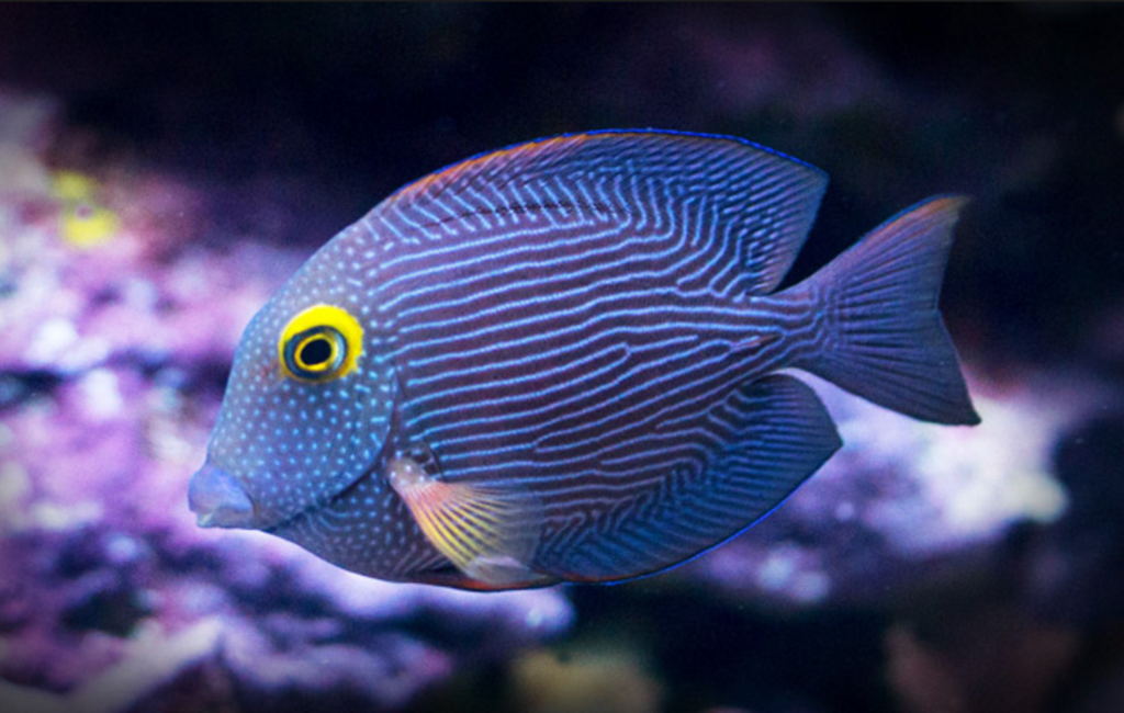 Yellow Eye Kole Tang