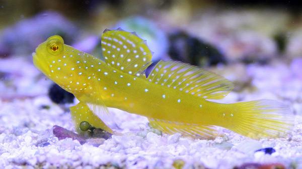 Yellow Shrimp Goby
