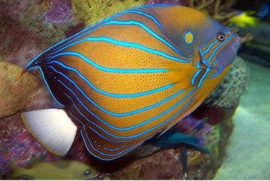 Blue Ring Angelfish - 10cm-12cm