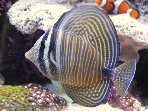Sailfin Tang